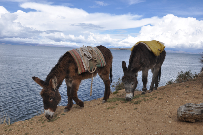 lake titicaca donkeys