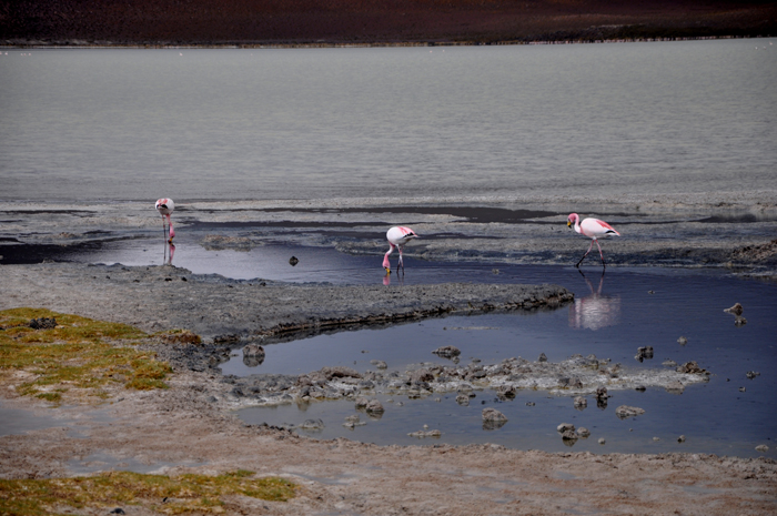 bolivia flamingos